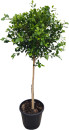 Ficus-Tuffy-Ficus-Microcarpa Sale