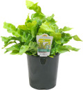 Birds-Nest-Ferns-Asplenium-Nidus Sale