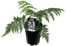 Silver-Ferns-Cyathea-Dealbata Sale