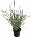 Lomandra-White-Sands-Lomandra-Longifolia Sale