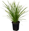 Lomandras-Lime-Tuff-Lomandra-Longifolia Sale