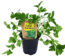 Italian-Parsley-Petroselinum-Crispum-in-Pot Sale