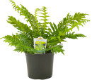 Silver-Lady-Ferns-Blechnum-Gibbum Sale