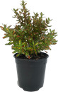 Mirror-Bush-Coprosma Sale