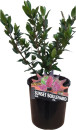 Hebe-Hebe-Speciosa Sale