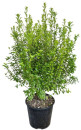 Kohuhu-Pittosporum-Tenuifolium Sale