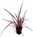 Flax-Phormium-Tenax-Rainbow-Red Sale