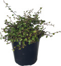 Pōhuehue-Muehlenbeckia-Complexa Sale