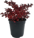 Coprosma-Ignite-Coprosma-Repens Sale