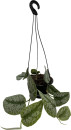 Silver-Pothos-Scindapsus-Pictus-Exotica-in-Hanging-Basket Sale