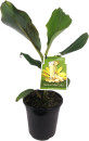 Banana-Misi-Luki-Musa-Acuminata Sale