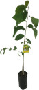Custard-Apple-Annona-Cherimola Sale