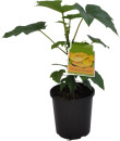 Mountain-Pawpaw-Carica-Pubescens Sale