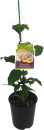 Passionfruit-Passiflora-Edulis Sale