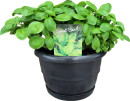 Sweet-Basil Sale
