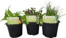 Asstd-Advanced-Herbs-Vegetables Sale