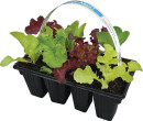 Gourmet-Combo-Lettuce Sale
