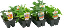 Asstd-Premium-Flower-Vegetables Sale