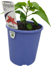 Hot-Hot-Chilli Sale