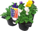 Asstd-Potted-Colour Sale