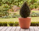 Northcote-Pottery-38cm-Riveria-Pot Sale