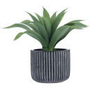 Aloe-in-Ceramic-Pot Sale