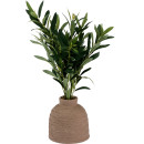 Potted-Olive Sale