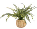 Ladder-Fern-in-Pot Sale