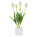 Tilly-40cm-Potted-Tulip Sale