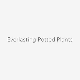 Everlasting-Potted-Plants on sale