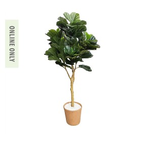 Everlasting-Potted-Fiddle-Leaf-Tree-200Cm on sale