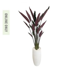 Everlasting-Potted-Strelitzia-Plant-180Cm on sale