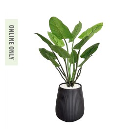 Everlasting-Potted-Curcuma-Plant-150Cm on sale