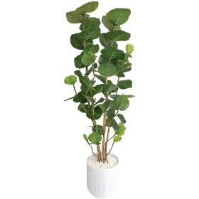 Everlasting-Potted-Plant on sale