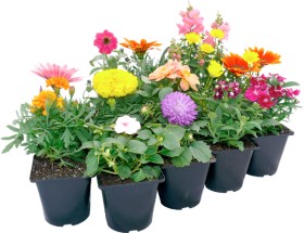 Potted-Colour on sale