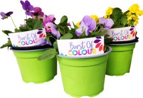 Potted-Colour on sale