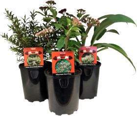 Landscape-Plant on sale