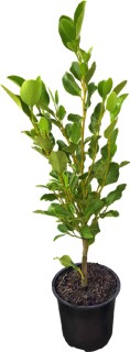 1L-Griselinia-Broadway-Mint on sale