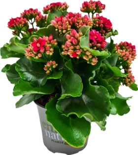 Enrich+With+Nature+Kalanchoe