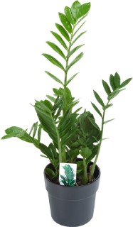 Zamioculcas