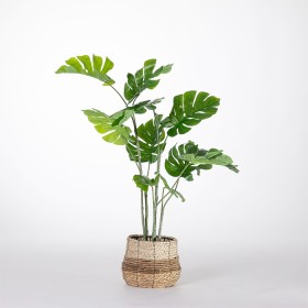 Monstera+120cm