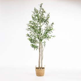 165cm-Olive-Tree on sale