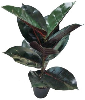 Rubber+Plant+45cm