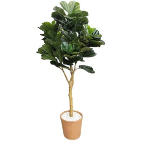 Everlasting+Potted+Fiddle+Leaf+Tree+200Cm