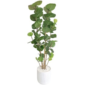 Everlasting-Potted-Sea-Grape-Tree-175Cm on sale