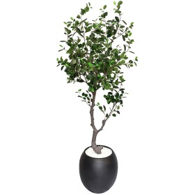 Everlasting-Potted-Plant on sale