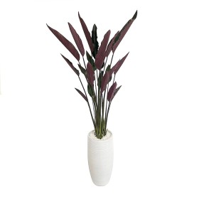 Everlasting-Potted-Strelitzia-Plant-180Cm on sale