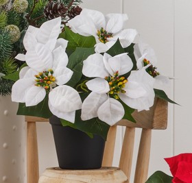 Jolly+%26amp%3B+Joy+Potted+Single+Poinsettia+Red+or+White