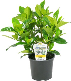 Gardenia on sale