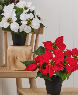 Jolly+%26amp%3B+Joy+Potted+Single+Poinsettia+Red+or+White